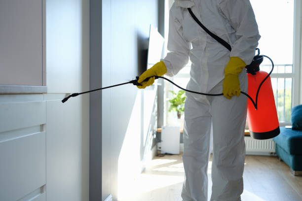 Best Same-Day Mold Removal  in Six Mile, SC
