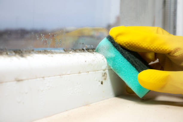 Best Office Mold Removal Services  in Six Mile, SC