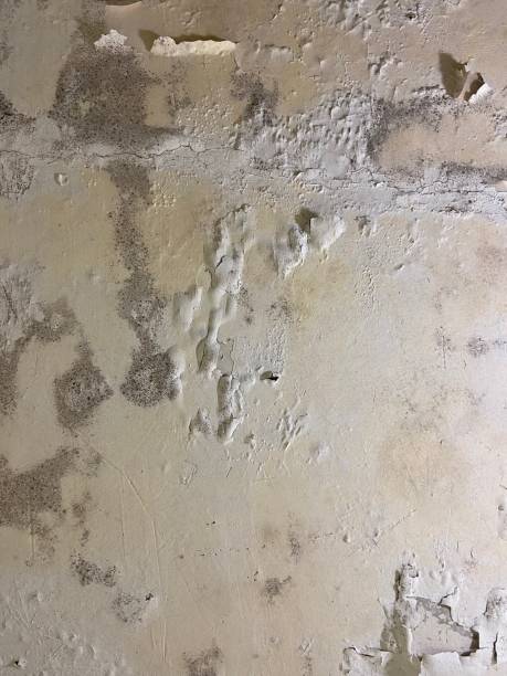 Trusted Six Mile, SC Mold Removal Experts