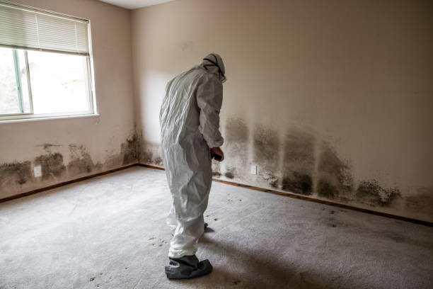Best Residential Mold Removal  in Six Mile, SC