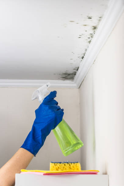 Best Office Mold Removal Services  in Six Mile, SC