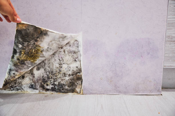 Best Emergency Mold Removal  in Six Mile, SC